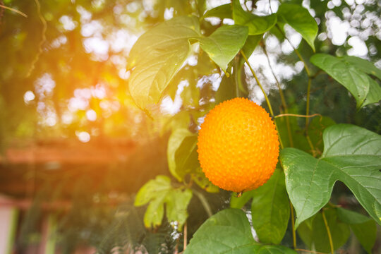 One gac fruit and its tree with natural background.
