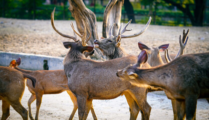 Sambhar deer flock together in the park