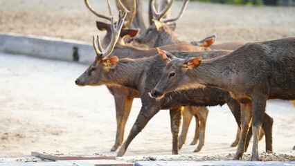 Sambhar deer flock together in the park