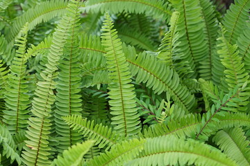 Close up of Boston Fern nature background There is space for a wide panoramic web banner design with beautiful wood design.
