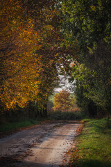 Jesienny krajobraz z drogą. 