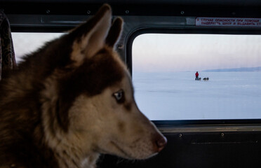 A husky dog in the minibus with frozen Baikal lake seen in the background