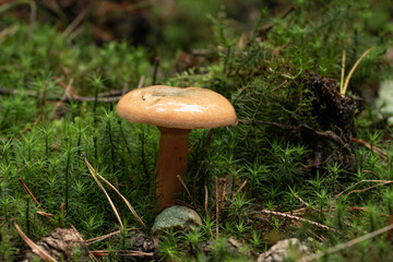 beautiful mushroom in the forest