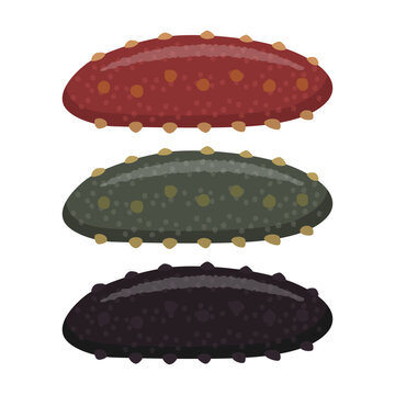 なまこのイラストセット