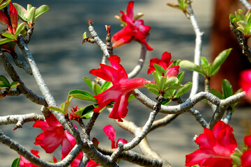  Thailand Hua Hin Wat Tham Khao Tao