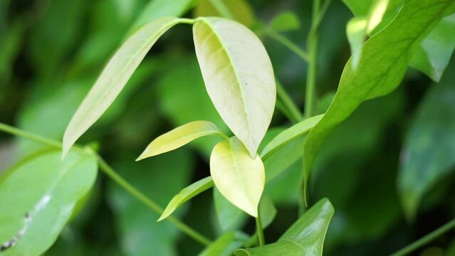 The leaves of gnetum gnemon (also called gnemon, melinjo, belinjo, kuliat, culiat, bago, bigo and padi oats, paddy oats) leaves with a natural background
