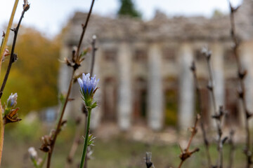 flowers on the background of a destroyed church