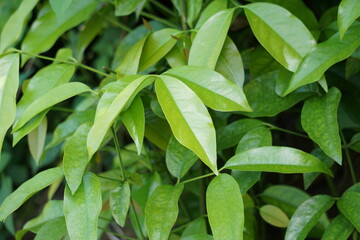 The leaves of gnetum gnemon (also called gnemon, melinjo, belinjo, kuliat, culiat, bago, bigo and padi oats, paddy oats) leaves with a natural background