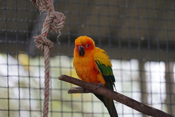 Yellow lovebird perched on wood with green nature background. concept fo cute pet bird