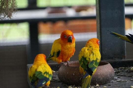 Two Parrots On A Branch 