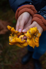 Foraged chanterelle mushrooms in Scotland