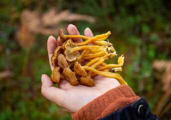 Foraged winter chanterelle mushrooms in Scotland