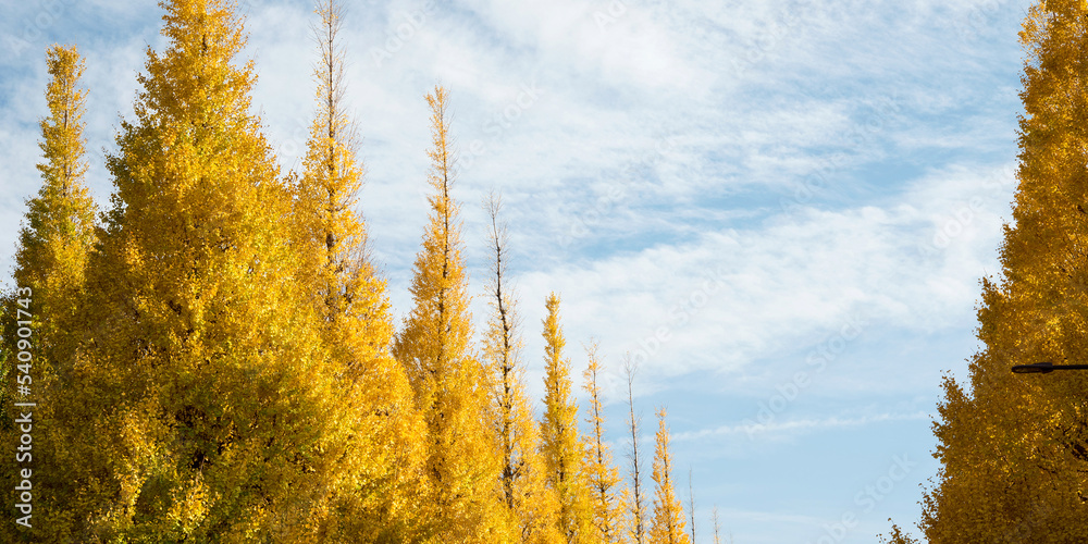 Wall mural 東京・神宮外苑　秋の銀杏並木　コピースペース　row of yellow ginkgo trees in autumn with copy space