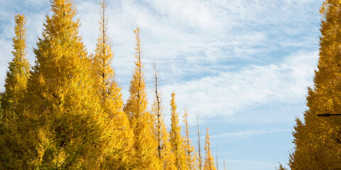 東京・神宮外苑　秋の銀杏並木　コピースペース　Row of yellow ginkgo trees in autumn with copy space