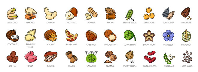 Nuts outline color icons, walnut, almond and cashew seeds, vector peanut and hazelnut. Nuts linear icons of pistachio, macadamia and pecan, food snack coconut, brazil nut and beans or sesame seeds - obrazy, fototapety, plakaty