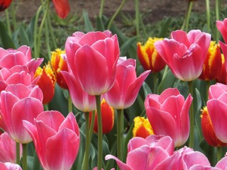 Fototapeta premium チューリップその２