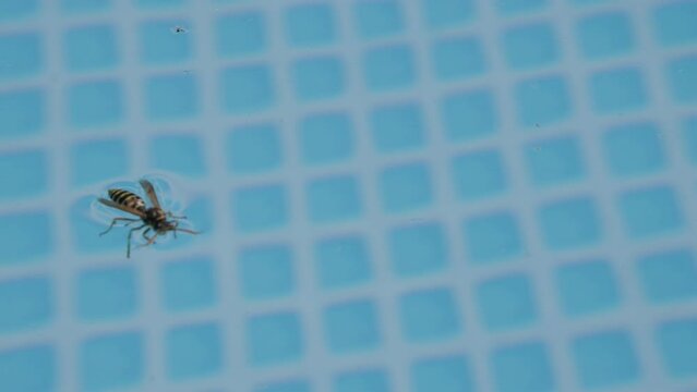 wasp in the pool on the water