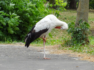 A white stork on one leg