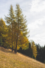 Herbstbäume in Gelb