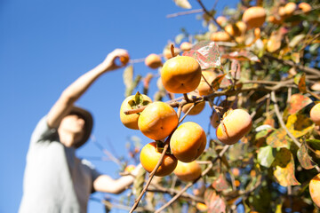 柿を収穫する男性