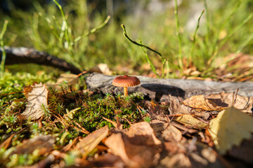 Small mushroom in autumn 