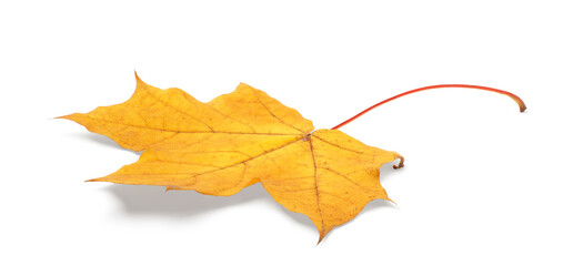 Autumn leaf isolated on white background with shadows, clipping path  for isolation without shadows on white shadows on white