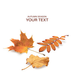 Autumn yellow orange leaves falling down Isolated on white background