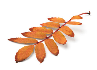Autumn leaf isolated on white background with shadows, clipping path  for isolation without shadows on white shadows on white, rowan