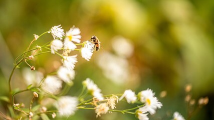 Selective focus shot of an Africanized bee on a flowers