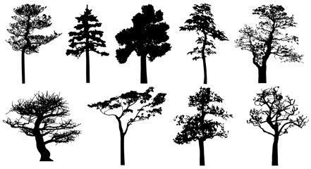Png silhouette of isolated trees.