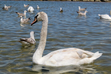 White swans