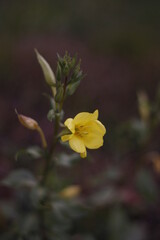 yellow flowers in the garden