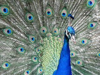 Obraz premium Blue peacock