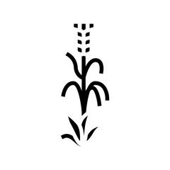 yellow barley plant glyph icon vector. yellow barley plant sign. isolated symbol illustration