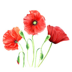 Obraz premium Red poppy flower composition, watercolor illustration isolated on white