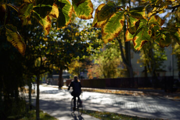 Fototapeta premium AUTUMN IN CITY - Colorful leaves of trees in the sunshine in the street 