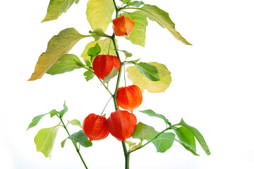 Physalis alkekengi isolated on white background. Branches of Chinese Lantern