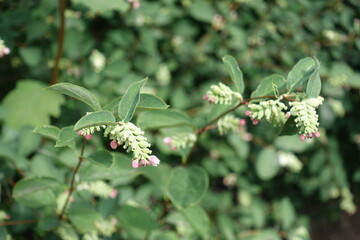 Fototapeta premium Blossoming branches of Symphoricarpos albus in July