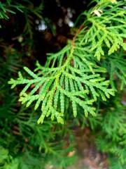 Green soft bright juniper needles
