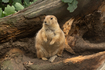 cute prairie dog curious watching