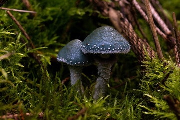 beautiful mushroom in the forest