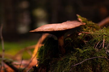 beautiful mushroom in the forest