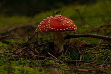 beautiful mushroom in the forest