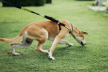 A young brown Thai dog, wearing a collar, walks on the lawn.