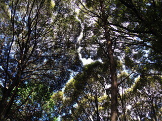 Obraz premium 雑木林を見上げ景色