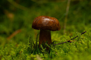 beautiful mushroom in the forest