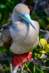 Blue-footed Booby, Galapagos, Ecuador