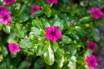 Obraz premium 紫のニチニチソウ