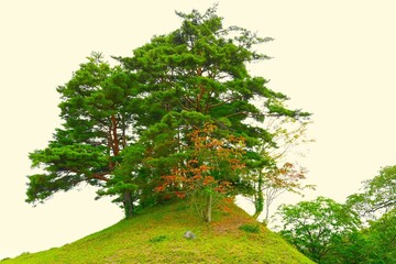 Fototapeta na wymiar tree isolated