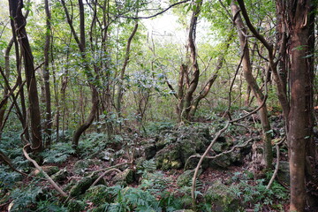 mossy rocks and old trees in wild forest